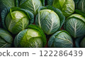 Fresh vegetable broccoli 122286439