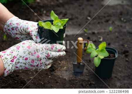 Gardening tools and young seedlings prepared for planting in rich soil during springtime Gardening tools and young seedlings prepared for planting in rich soil during springtime 122286496