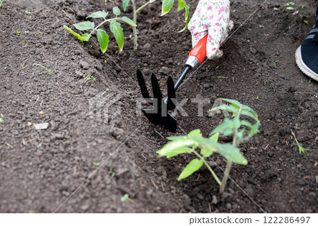 Gardener tending to young tomato plants in a home garden during springtime 122286497