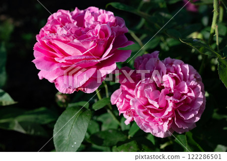 Beautiful pink roses blooming in a garden during springtime, showcasing rich colors and delicate petals Beautiful pink roses blooming in a garden during springtime, showcasing rich colors and delicate petals 122286501