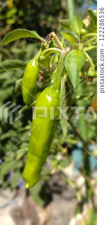Fresh Shishito peppers Fresh Shishito peppers 122286536
