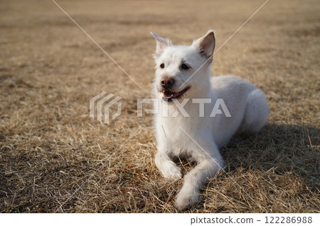 White dog playing on the grass in the park. White dog playing on the grass in the park. 122286988