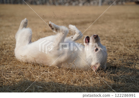 White dog playing on the grass in the park. White dog playing on the grass in the park. 122286991