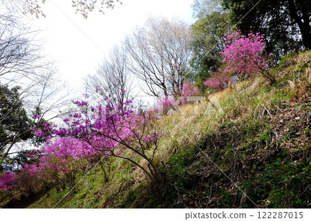 山坡上盛開的杜鵑花[相模原市津久井4月] 122287015