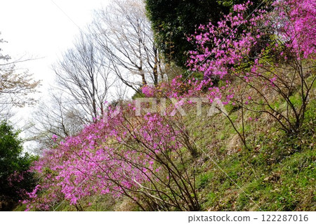 杜鵑花盛開的山坡 [相模原市築井市 4 月] 122287016