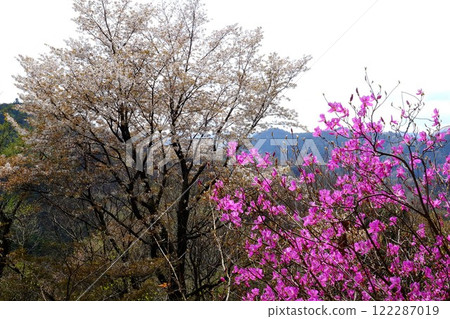 Wild cherry blossoms and Mitsuba azaleas bloom [Tsukui, Sagamihara City, April] 122287019