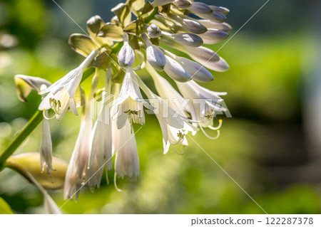 Dazzling sunlight of early summer and flowering large-leafed jewels Dazzling sunlight of early summer and flowering large-leafed jewels 122287378