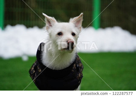 White Dog in a black jacket on the green grass. 122287577