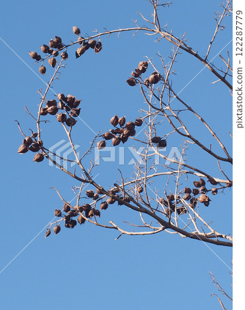 Paulownia fruit in the sunlight (A paulownia tree bearing fruit near Kanda Park) Paulownia fruit in the sunlight (A paulownia tree bearing fruit near Kanda Park) 122287779