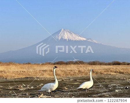 從富士海岸看冬天的天鵝和富士山 從富士海岸看冬天的天鵝和富士山 122287934