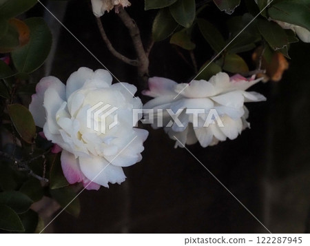 樹蔭下盛開的兩朵白色茶梅花(出雲大社土佐分社的樹籬) 樹蔭下盛開的兩朵白色茶梅花(出雲大社土佐分社的樹籬) 122287945