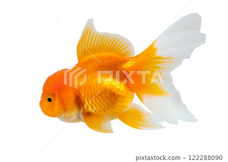 Oranda goldfish isolated on white background close up Oranda goldfish isolated on white background close up 122288090