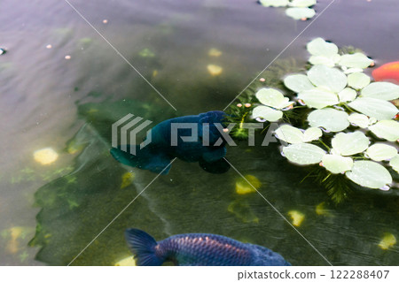 Goldfish in aquarium fish pond close up 122288407