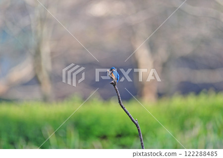 Kingfisher, Itsukushima Wetlands Park, Nakai Town, Kanagawa Prefecture 122288485