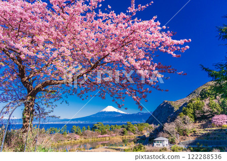 [Shizuoka Prefecture] Beautiful Kawazu cherry blossoms and a view of Mt. Fuji from Ida 122288536