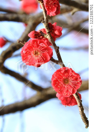 紅梅在藍天映襯下熠熠生輝 紅梅在藍天映襯下熠熠生輝 122288701
