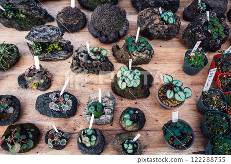 Mini bonsai trees, products on display at a flea market stall 122288755