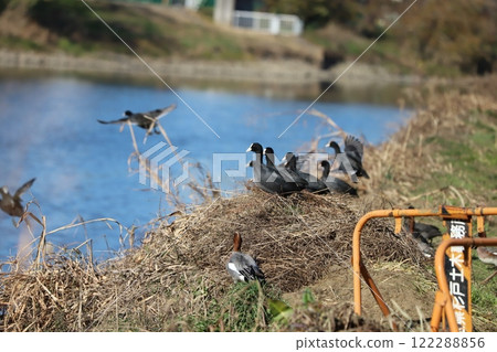 A flock of Eurasian coots taking off from a winter riverbank and a flock of Eurasian coots and ducks watching over them 122288856