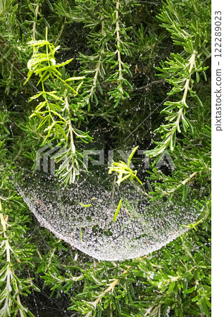 Dew drops on a spider web. Spider web against the background of vegetation 122289023