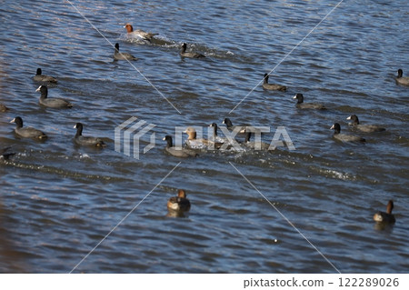 冬天的河裡，一群黑鸛和白骨鸛在飛濺的波浪中高速游泳 122289026