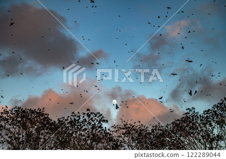 Many crows in the trees and in the sky. Crows silhouettes on a evening's dark blue sky. Many crows in the trees and in the sky. Crows silhouettes on a evening's dark blue sky. 122289044