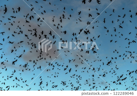 Many crows inthe sky. Crows silhouettes on a evening's dark blue sky. Many crows inthe sky. Crows silhouettes on a evening's dark blue sky. 122289046