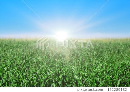 Beautiful spring backdrop. Abstract blurred spring background with green grass blue sky. 122289182