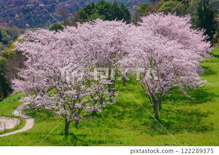 Scenery with cherry blossoms in full bloom...2 122289375