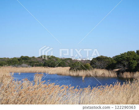 Scenery with a pond | Kasai Rinkai Park 122290363