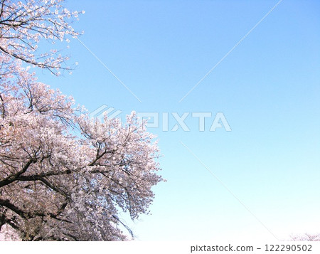 Looking up at cherry blossoms in full bloom and a clear blue sky without a single cloud in spring in Japan Looking up at cherry blossoms in full bloom and a clear blue sky without a single cloud in spring in Japan 122290502