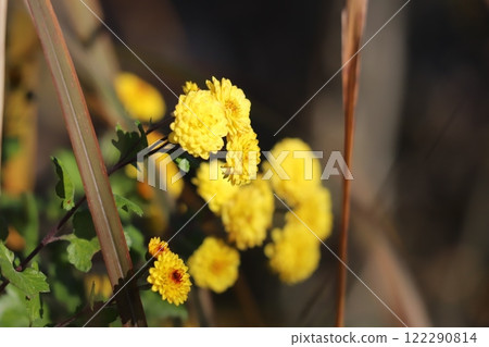 Yellow small chrysanthemum flowers blooming in a winter garden 122290814