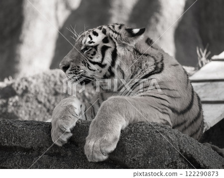 Profile of a sitting Amur tiger 122290873