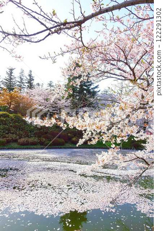 Cherry blossoms in full bloom, Hanaikada, Matsugasaki Park, Sakura, Yoshino cherry blossoms 122291302
