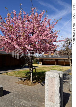 鹿島神社大町街墨傳熱鬧廣場“河津櫻” 122291496