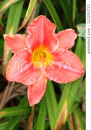 Beautiful orange tawny daylily blooming 122291721