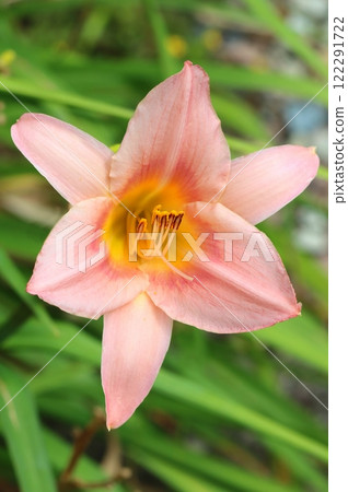Beautiful orange tawny daylily blooming 122291722