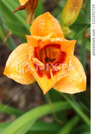 Beautiful yellow lemon daylily blooming 122291724