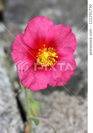 Beautiful curative common rock rose blooming 122291730