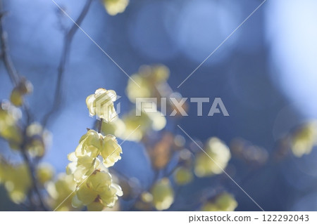 Wintersweet in full bloom Wintersweet in full bloom 122292043
