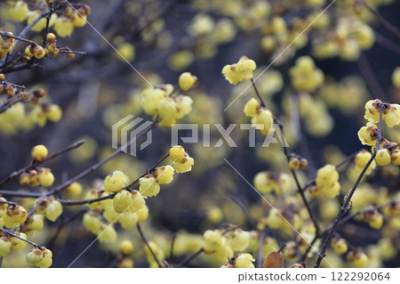 梅花盛開 梅花盛開 122292064