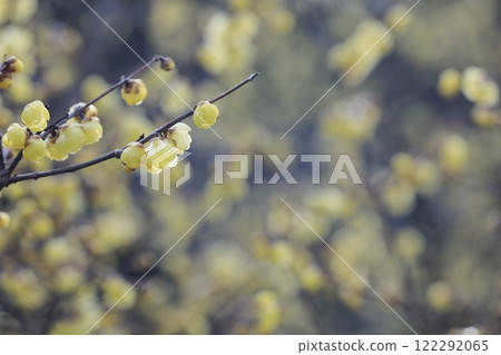 Wintersweet in full bloom Wintersweet in full bloom 122292065