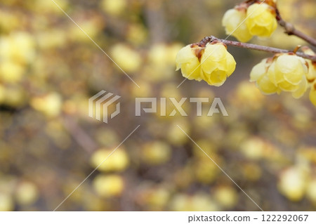 Wintersweet in full bloom Wintersweet in full bloom 122292067