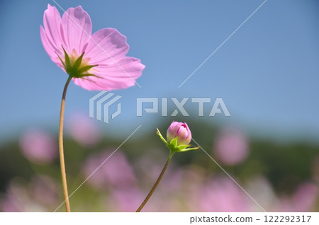 Cosmos 2 122292317