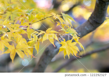 Koto Sanzan, Saimyoji Garden, Autumn leaves, Autumn image Koto Sanzan, Saimyoji Garden, Autumn leaves, Autumn image 122292327
