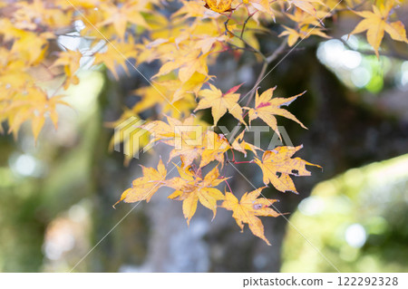 Koto Sanzan, Saimyoji Garden, Autumn leaves, Autumn image Koto Sanzan, Saimyoji Garden, Autumn leaves, Autumn image 122292328