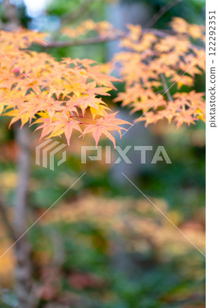 江東三山 西名寺院內 秋葉(紅葉) 秋天的形象 江東三山 西名寺院內 秋葉(紅葉) 秋天的形象 122292351