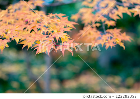 江東三山 西名寺院內 秋葉（紅葉） 秋天的形象 122292352