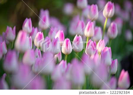 早晨的白色和粉紅色冬季鬱金香 122292384