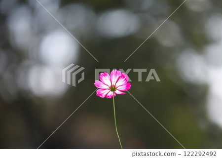 秋天的花波斯菊在季節性的陽光下閃閃發光 122292492