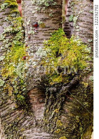 green and gray moss on old fruit tree trunk bark. 122292702